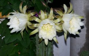 Peruvian Cactus flowering