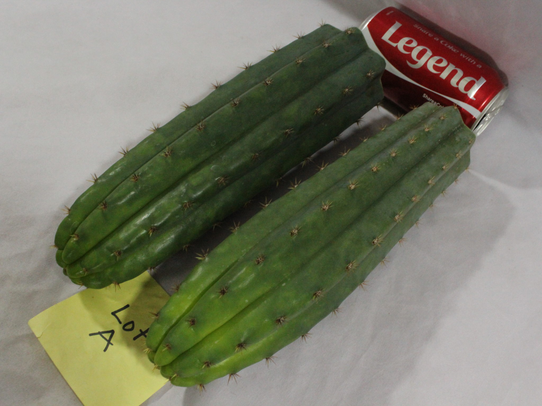 2 Rare Trichocereus Altman Huanucoensis Cacti Tops San Pedro Cactus Cousin Lot A - Image 3