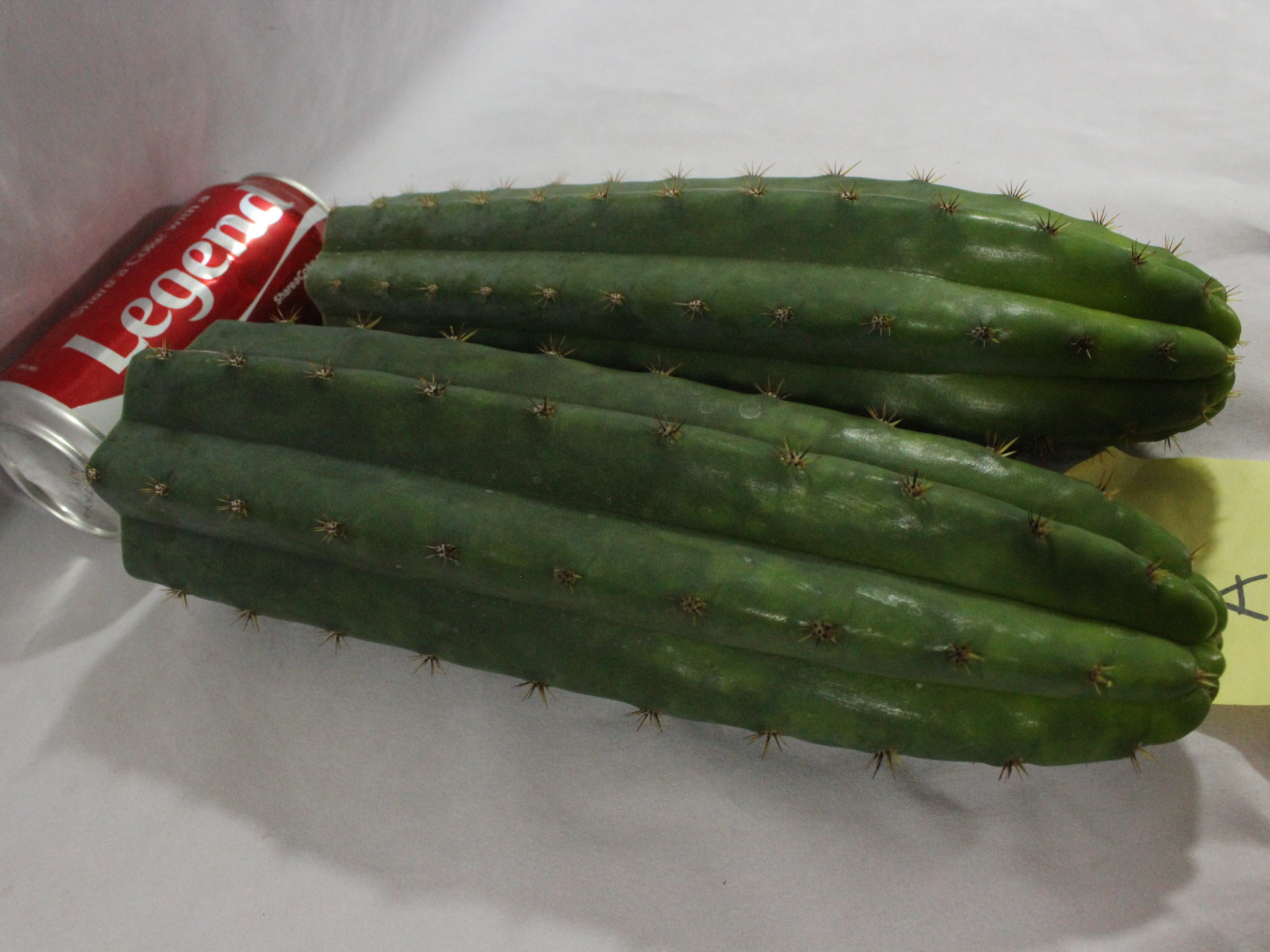 2 Rare Trichocereus Altman Huanucoensis Cacti Tops San Pedro Cactus Cousin Lot A - Image 5