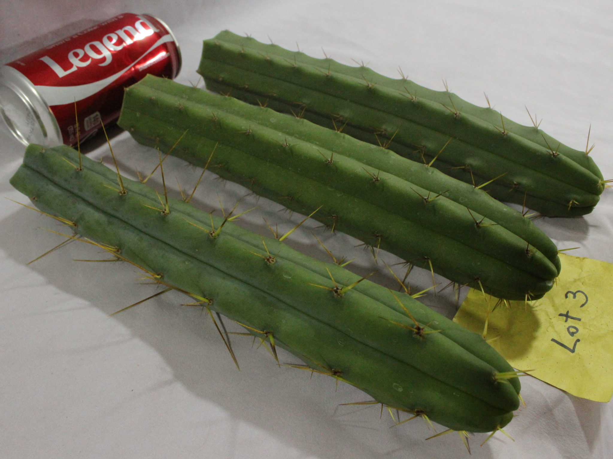 Buy Trichocereus Bridgesii San Pedro Cactus Cousin TOP cut Cacti for sale LOT 3 - Image 2