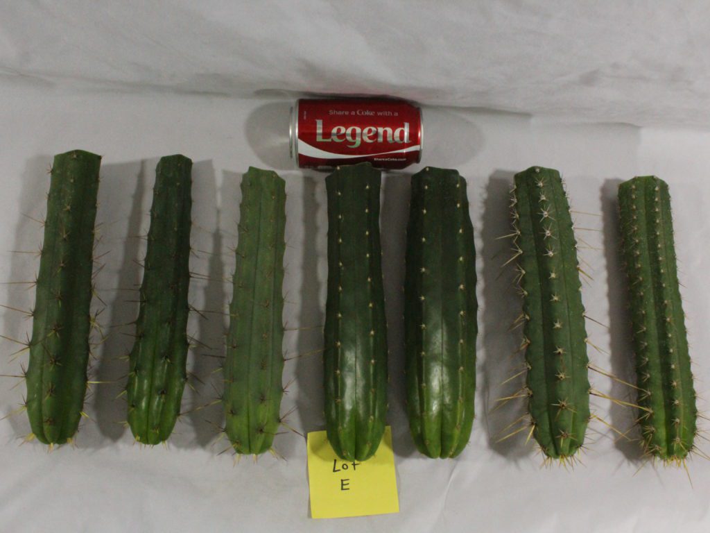 Trichocereus Bridgesii, San Pedro Cactus & Peruvianus TOP Jumbo Mix CACTI~  LOT-E  San Pedro Cactus Sales