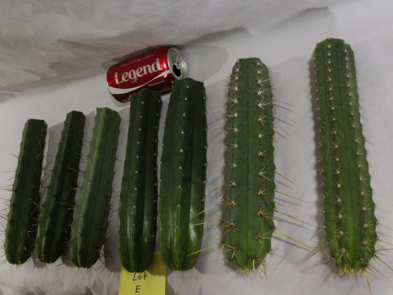 Trichocereus Bridgesii, San Pedro Cactus & Peruvianus TOP Jumbo Mix CACTI~  LOT-E  San Pedro Cactus Sales