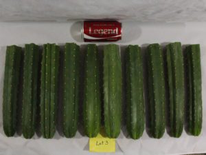 Buy San Pedro cacti here