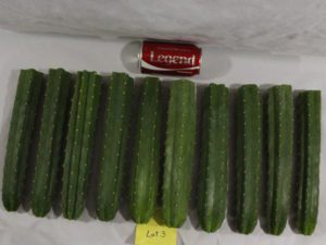 Buy San Pedro cacti here