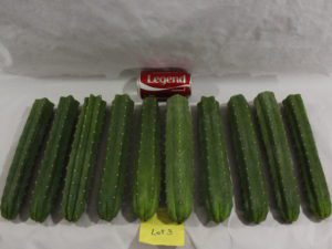 Buy San Pedro cacti here