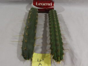 Buy Peruvian Torch cacti here