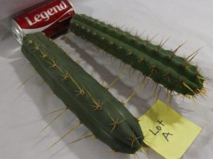Buy Peruvian Torch cacti here