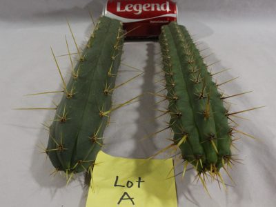 Buy Peruvian Torch cacti here