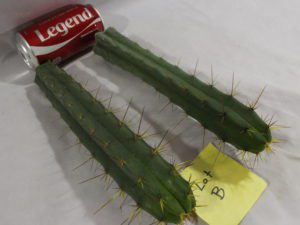 Buy Bridgesii cacti here