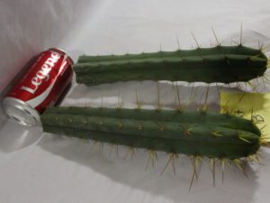 Buy Bridgesii cacti here