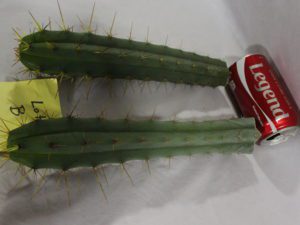 Buy Bridgesii cacti here