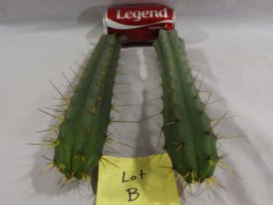 Buy Bridgesii cacti here