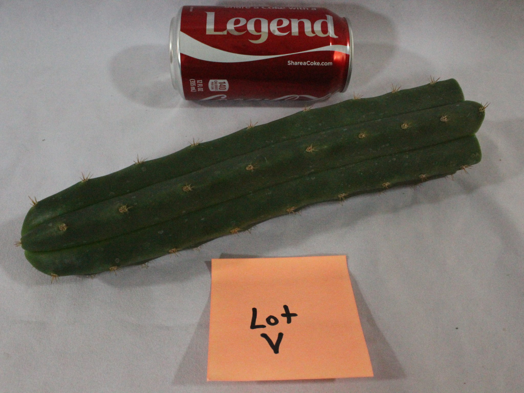 Buy Trichocereus Macrogonus Peruvianus Big Mac top Peruvian cacti cutting San Pedro Cactus Cousin - Image 3