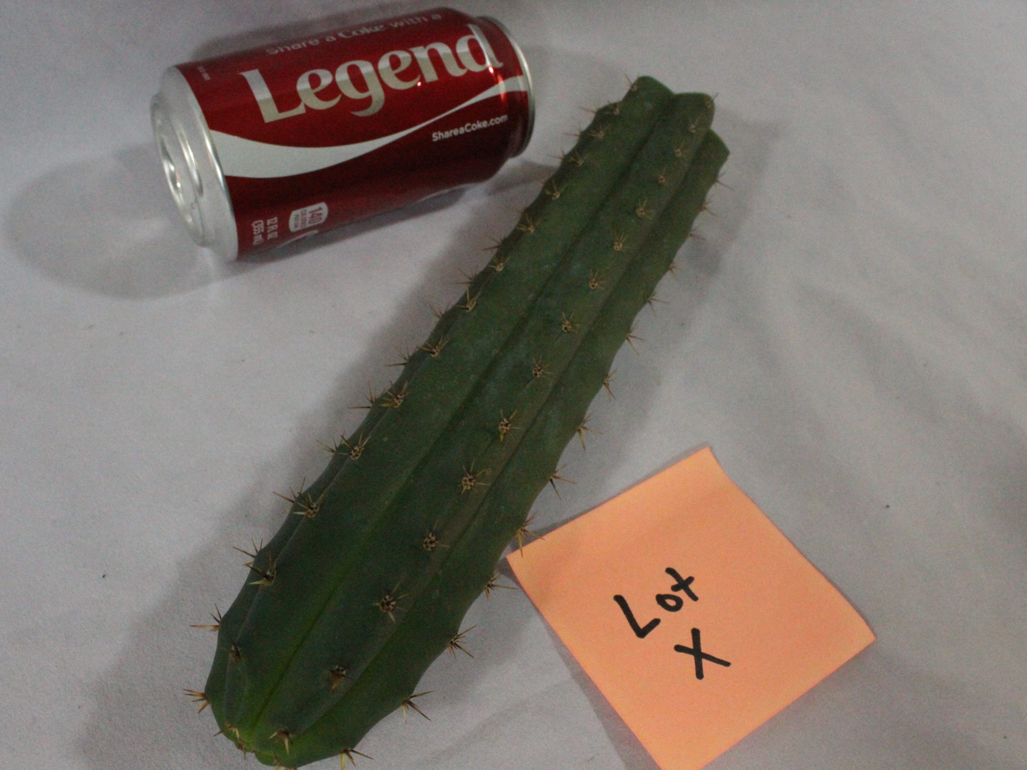 Buy Trichocereus Lumber Jack X Juuls Giant Cactus cross Top Cutting cacti Sale Lot X - Image 4
