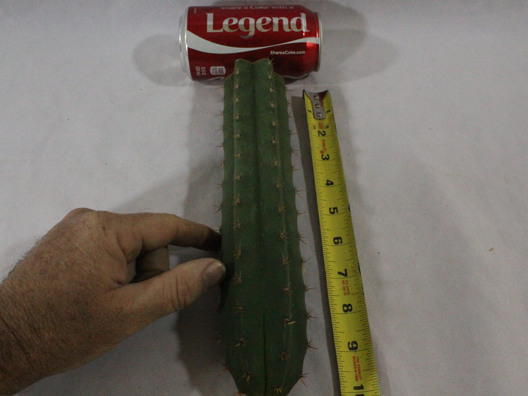 Buy Trichocereus Lumber Jack X Juuls Giant Cactus cross Top Cutting cacti Sale Lot X - Image 2