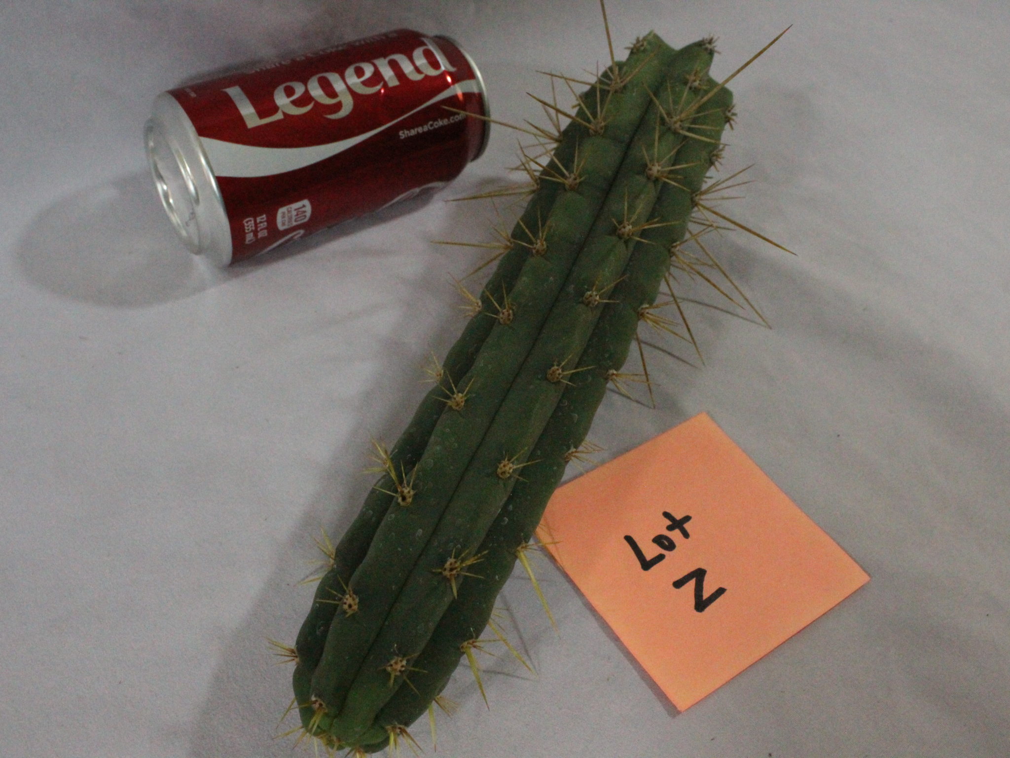 Buy Trichocereus Peruvianus KK338 top Peruvian cacti cutting San Pedro Cactus Cousin Lot Z - Image 3