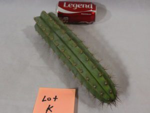 Peruvianus KK242 Cactus