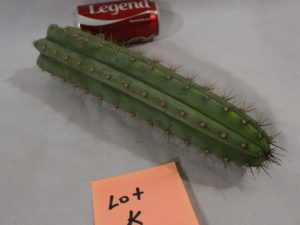 Peruvianus KK242 Cactus