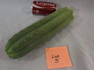 Juuls Giant Cactus