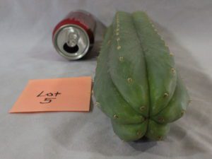 Juuls Giant Cactus