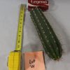 cactus for sale