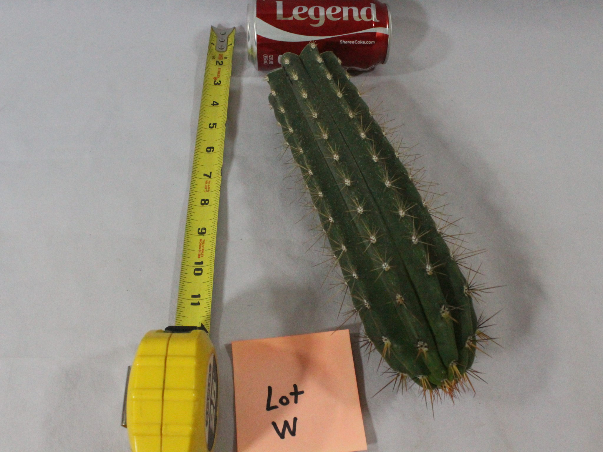 cactus for sale