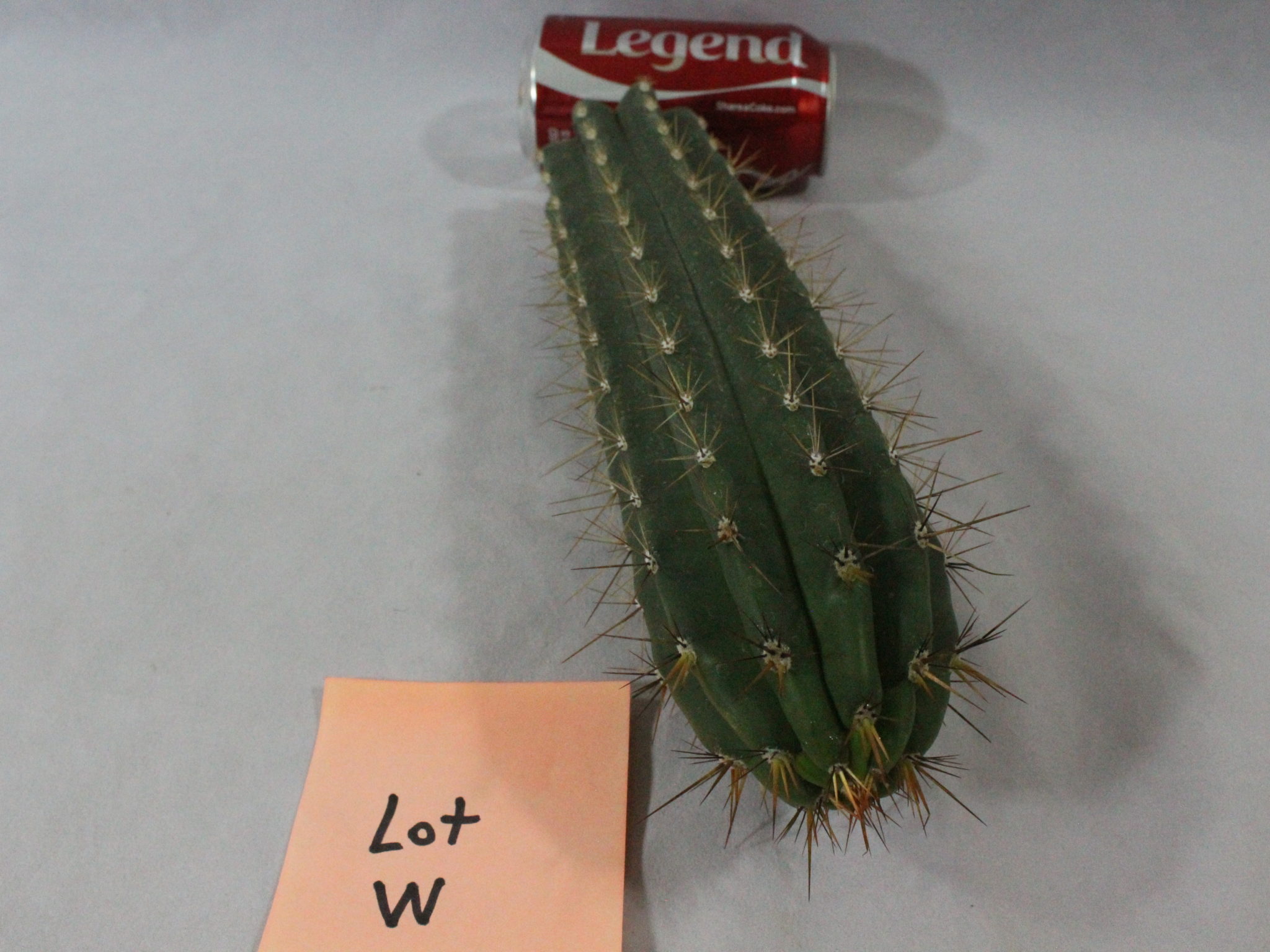 cactus for sale
