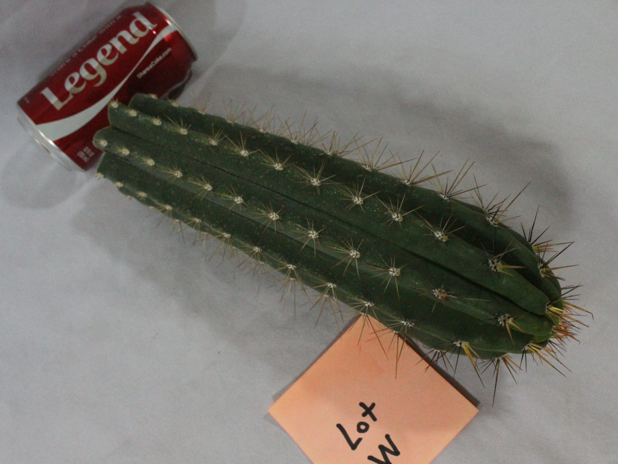 cactus for sale