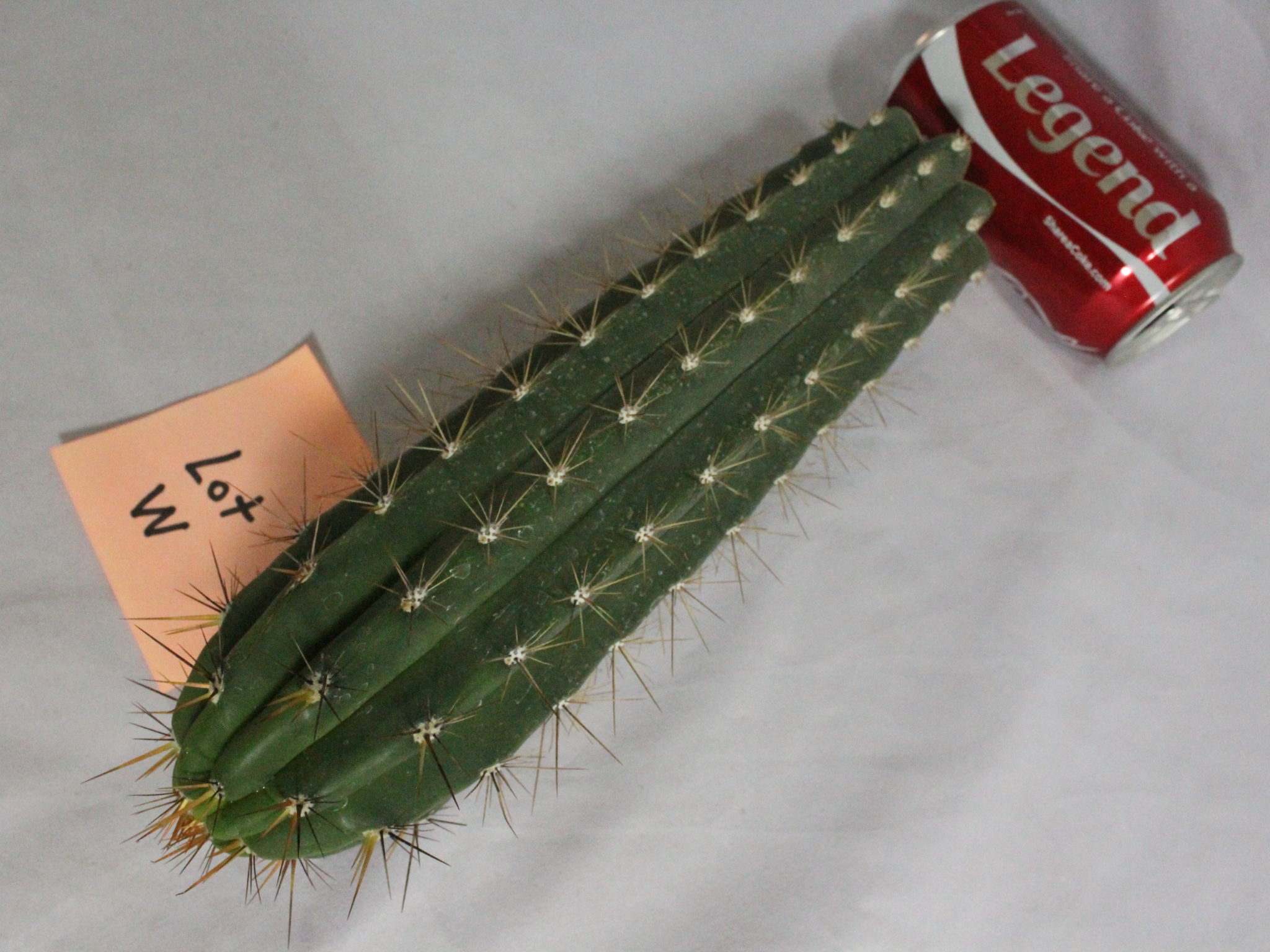 cactus for sale