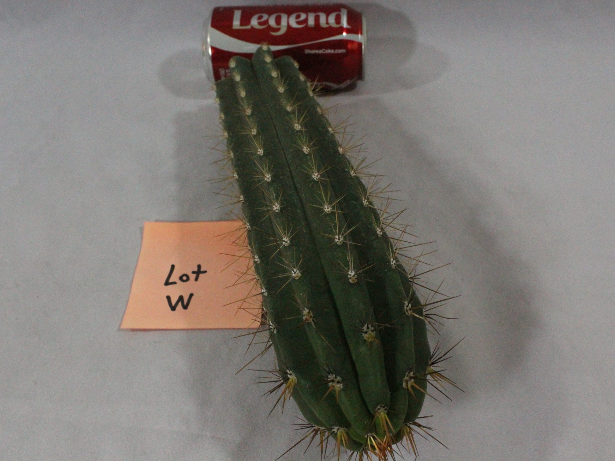 cactus for sale