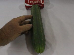 cactus for sale