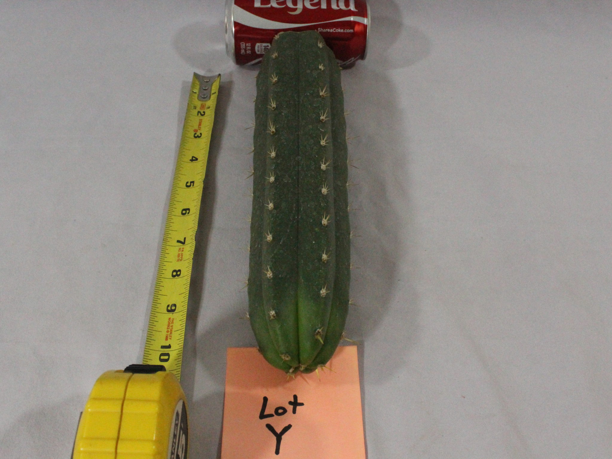 cactus for sale