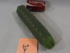 cactus for sale