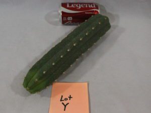 cactus for sale