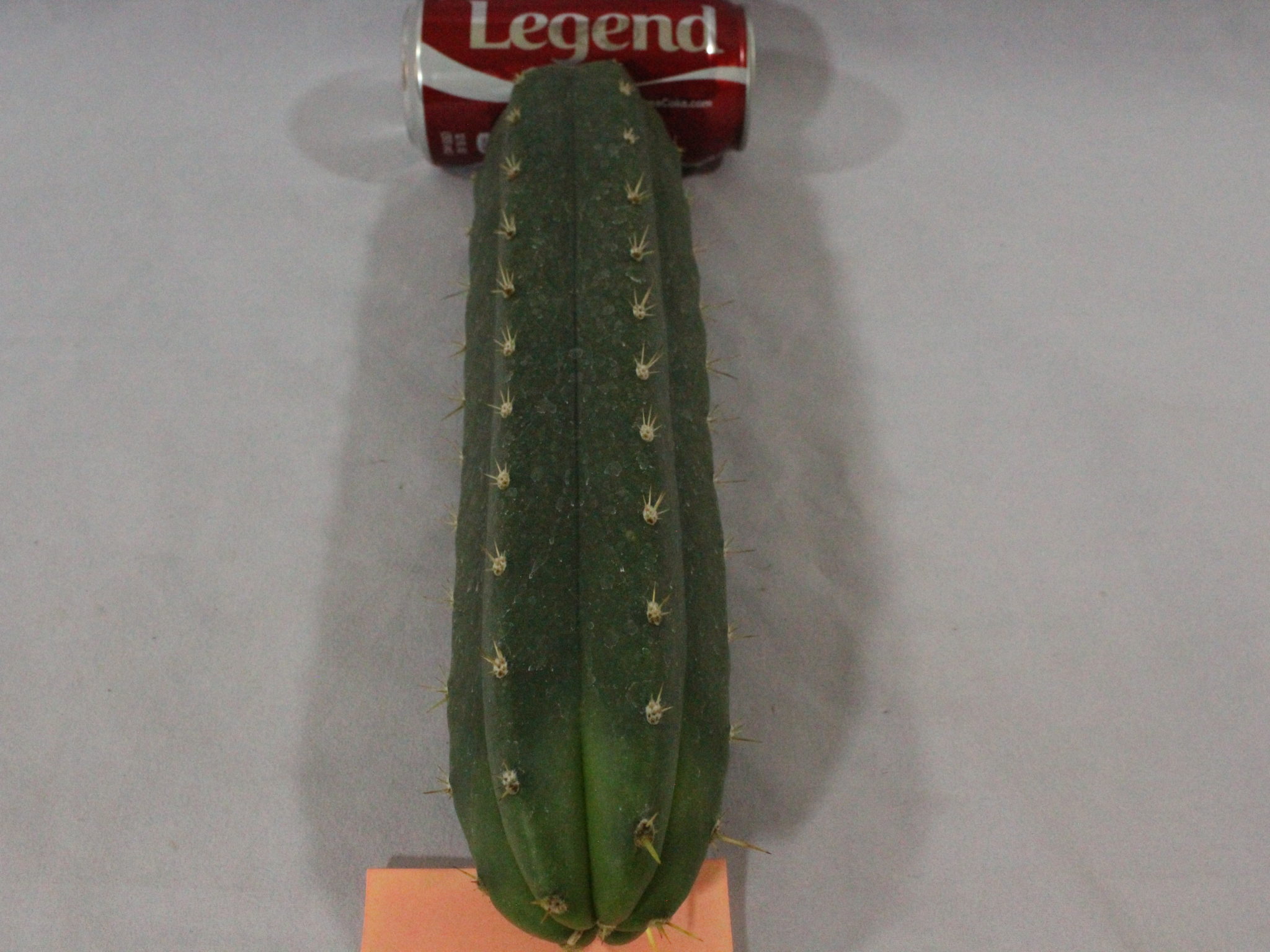 cactus for sale