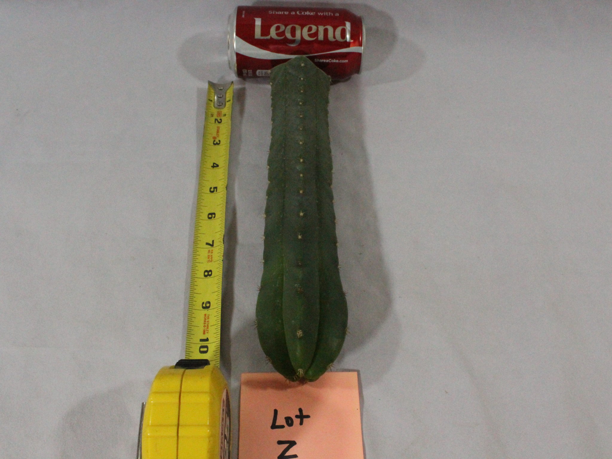 cactus for sale