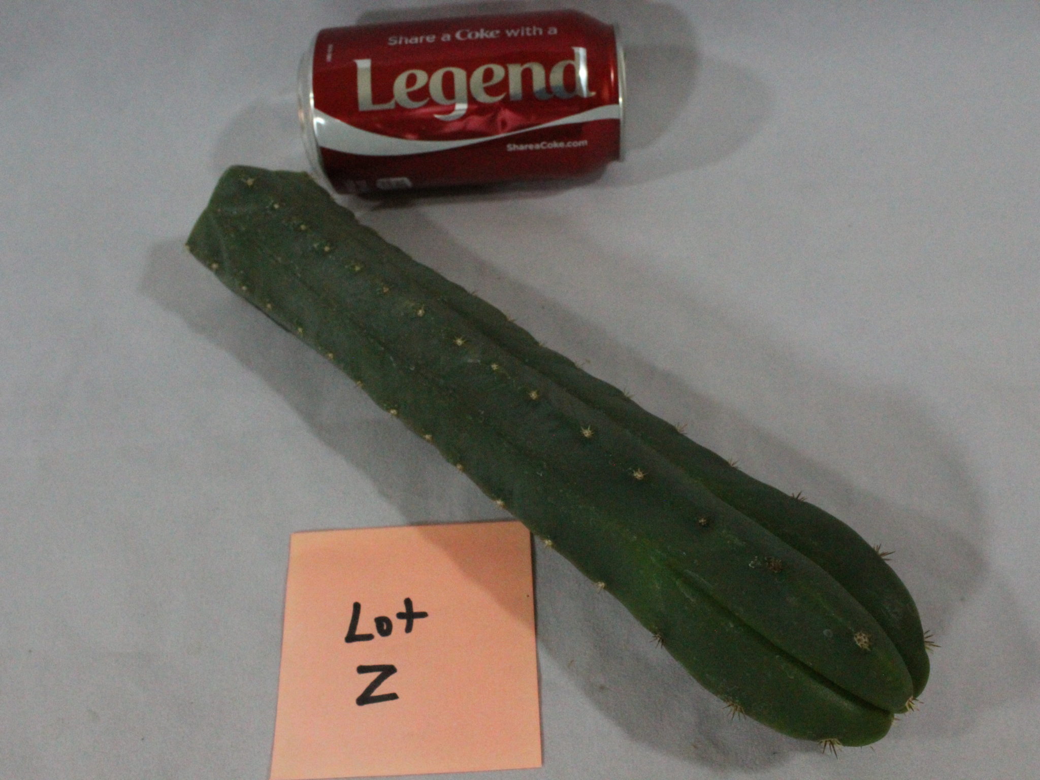 cactus for sale