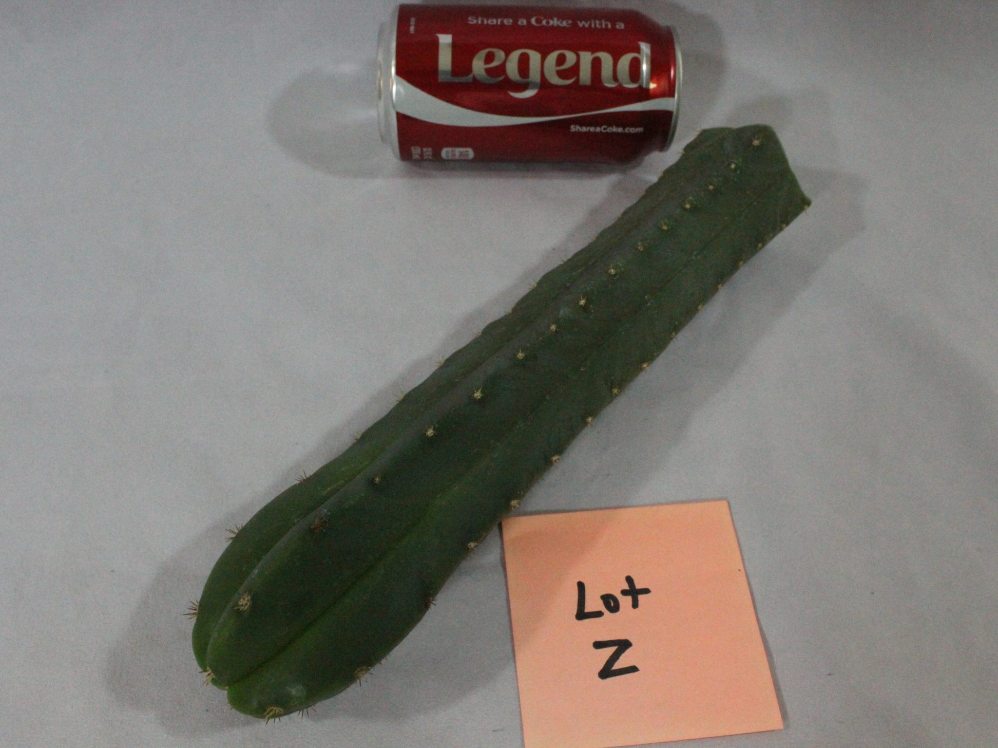 cactus for sale