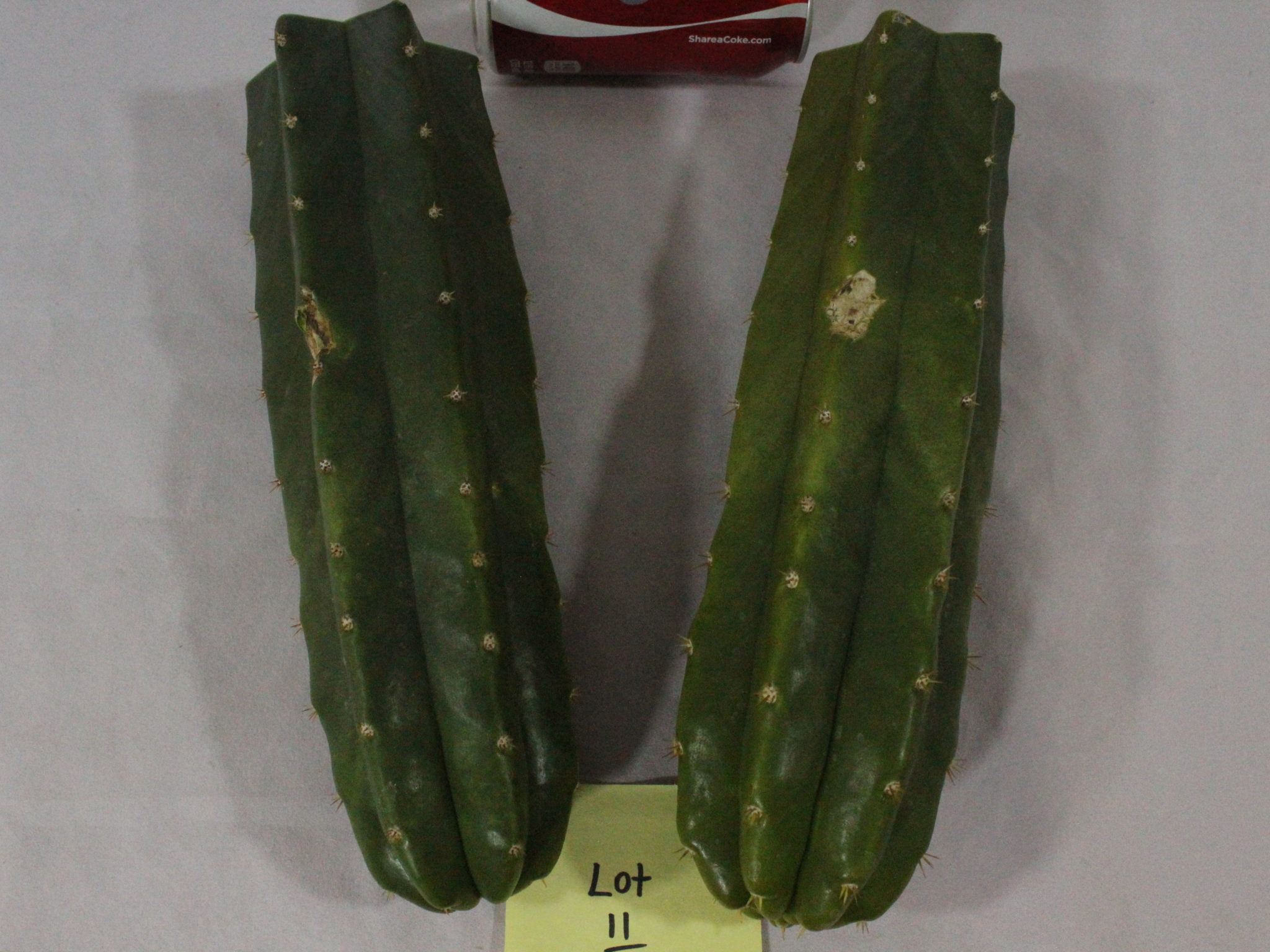 Dicke San Pedro Pachanoi Echinopsis Organic Tip Stecklinge by Farmerly 3