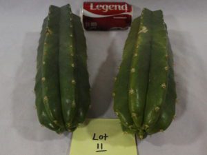 Big San Pedro Cuttings for sale