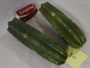 Big San Pedro Cuttings for sale