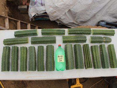 wholesale bulk San Pedro Cactus