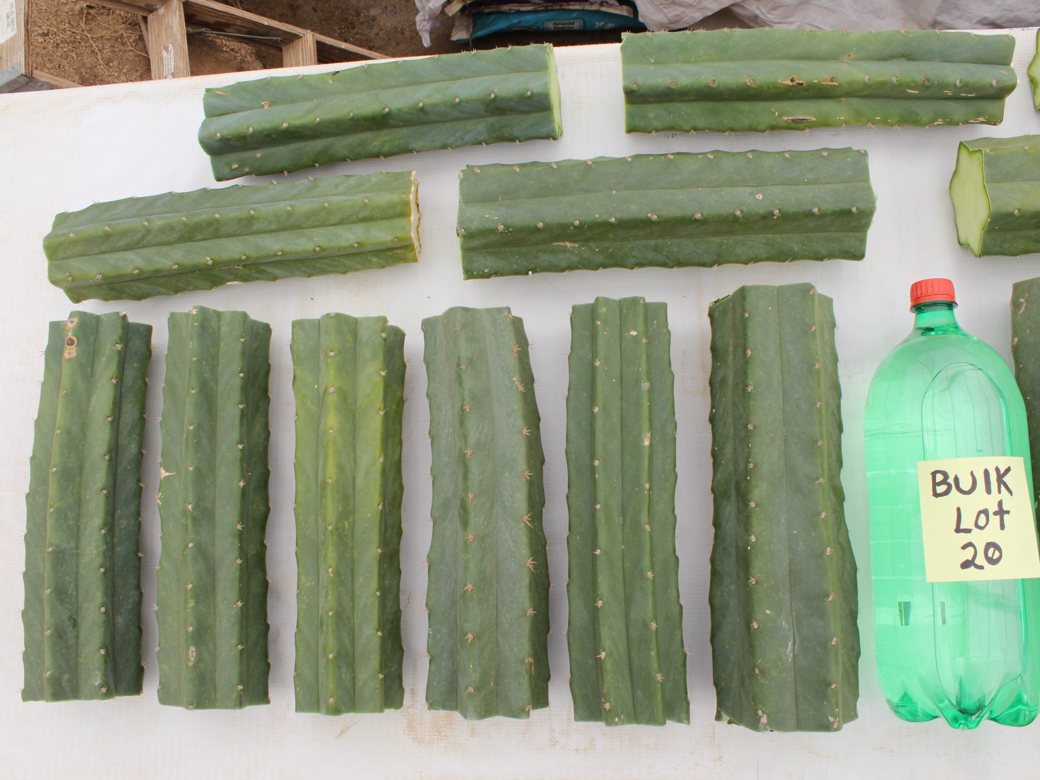 wholesale bulk San Pedro Cactus