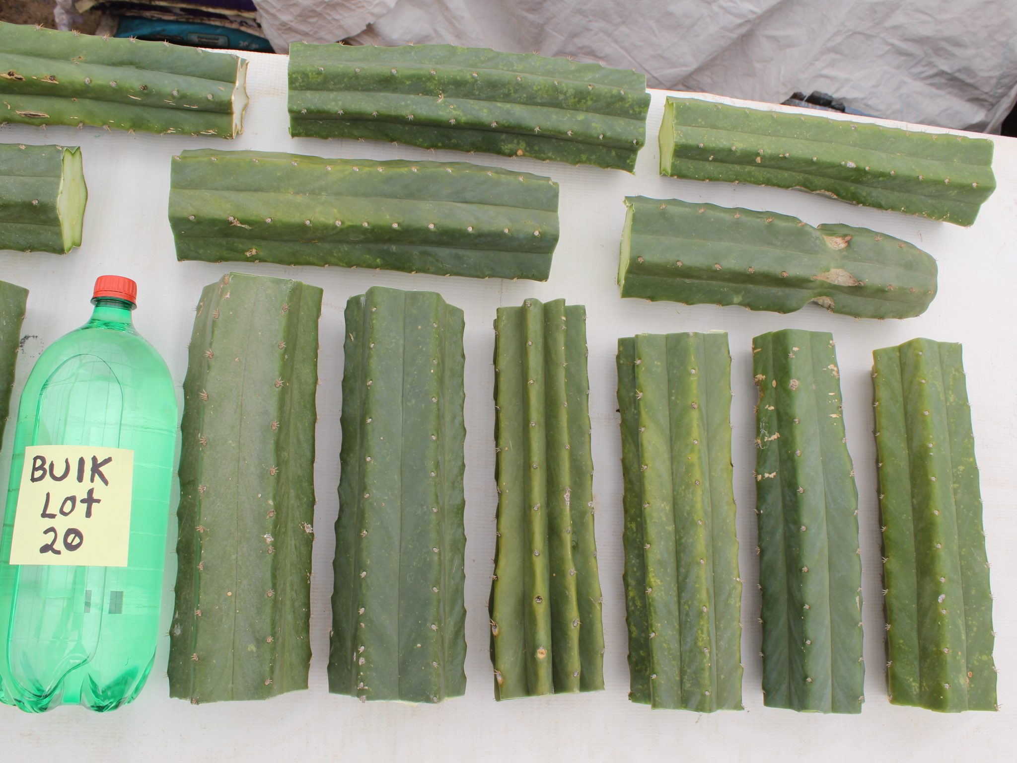 wholesale bulk San Pedro Cactus
