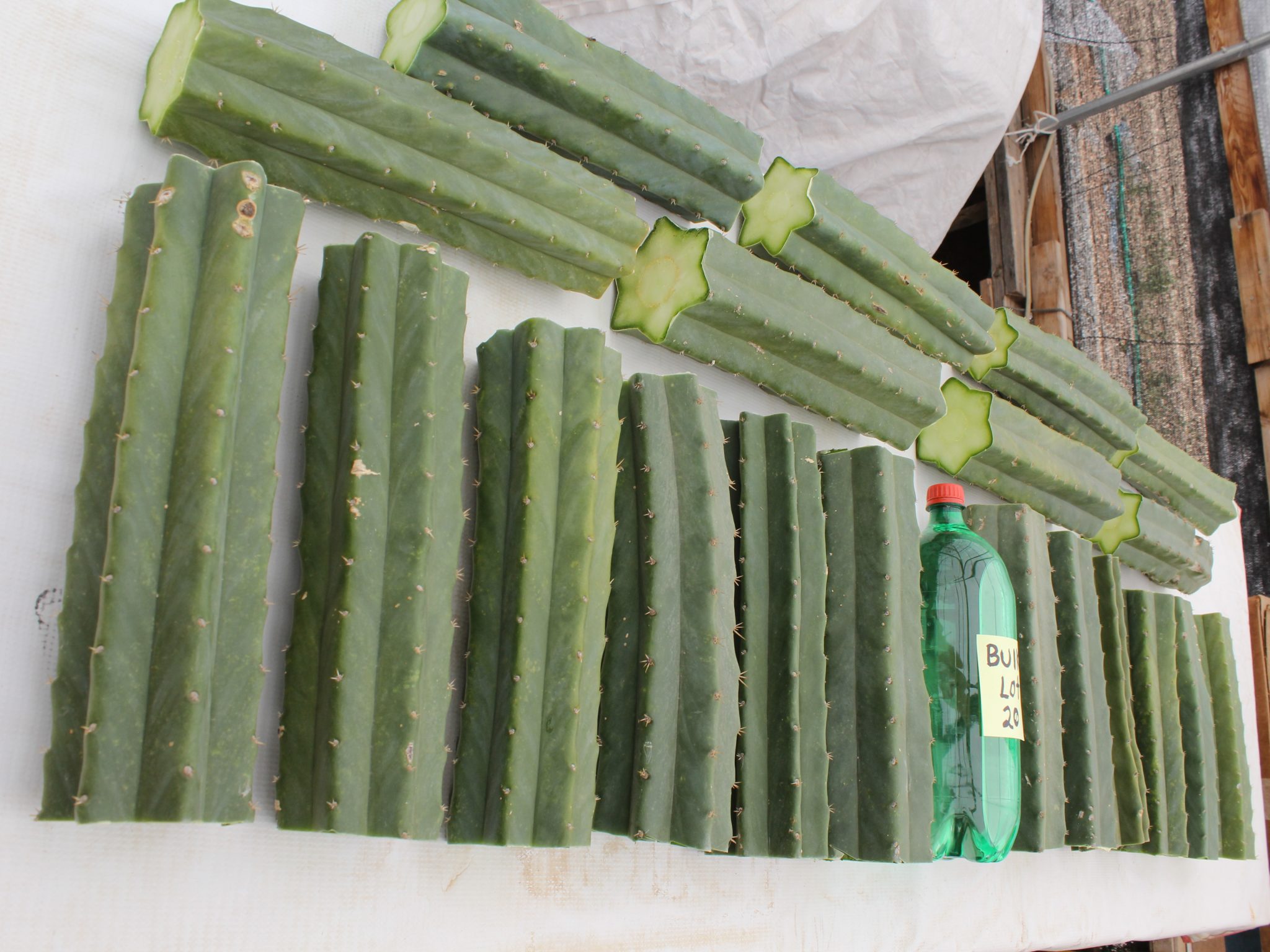 wholesale bulk San Pedro Cactus