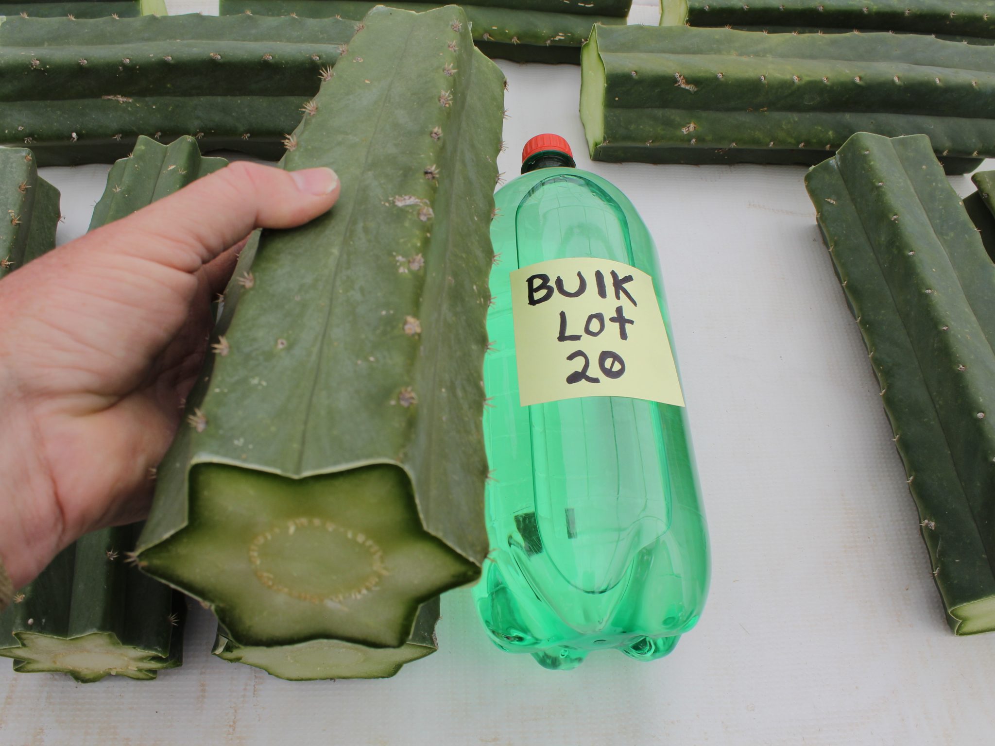wholesale bulk San Pedro Cactus