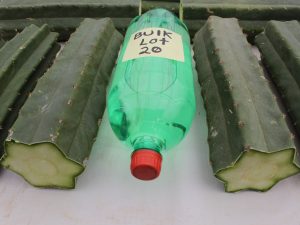 wholesale bulk San Pedro Cactus