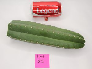 Rare Scopulicola X Puquienis Cactus