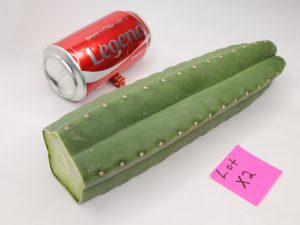 Rare Scopulicola X Puquienis Cactus