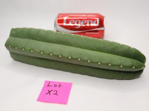 Rare Scopulicola X Puquienis Cactus